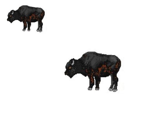 bison2