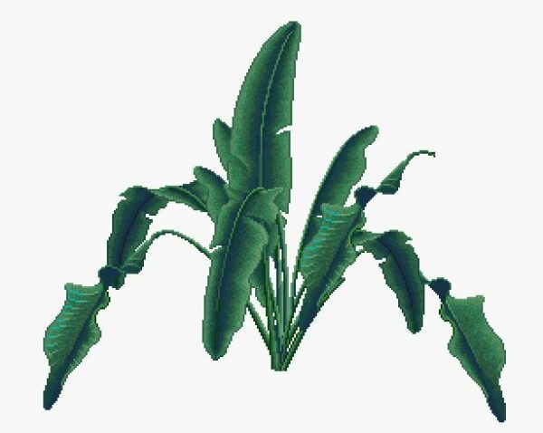 o.bigleafz.img