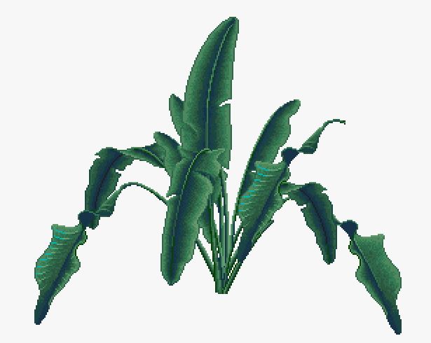 O.bigleafz.img