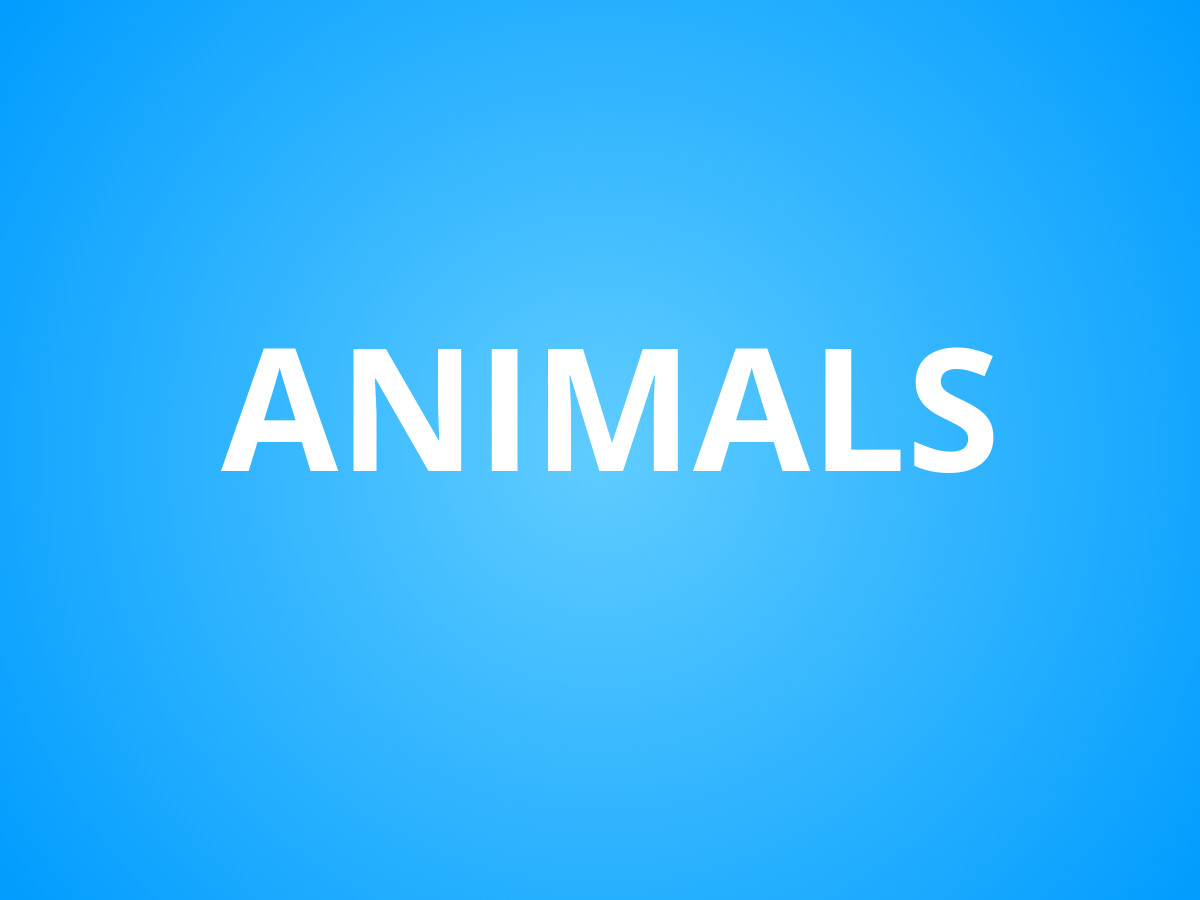 Animals