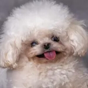 Profile photo of Howie Kisses