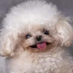 Profile photo of Howie Kisses