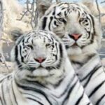 Profile photo of lori-hiester-6096